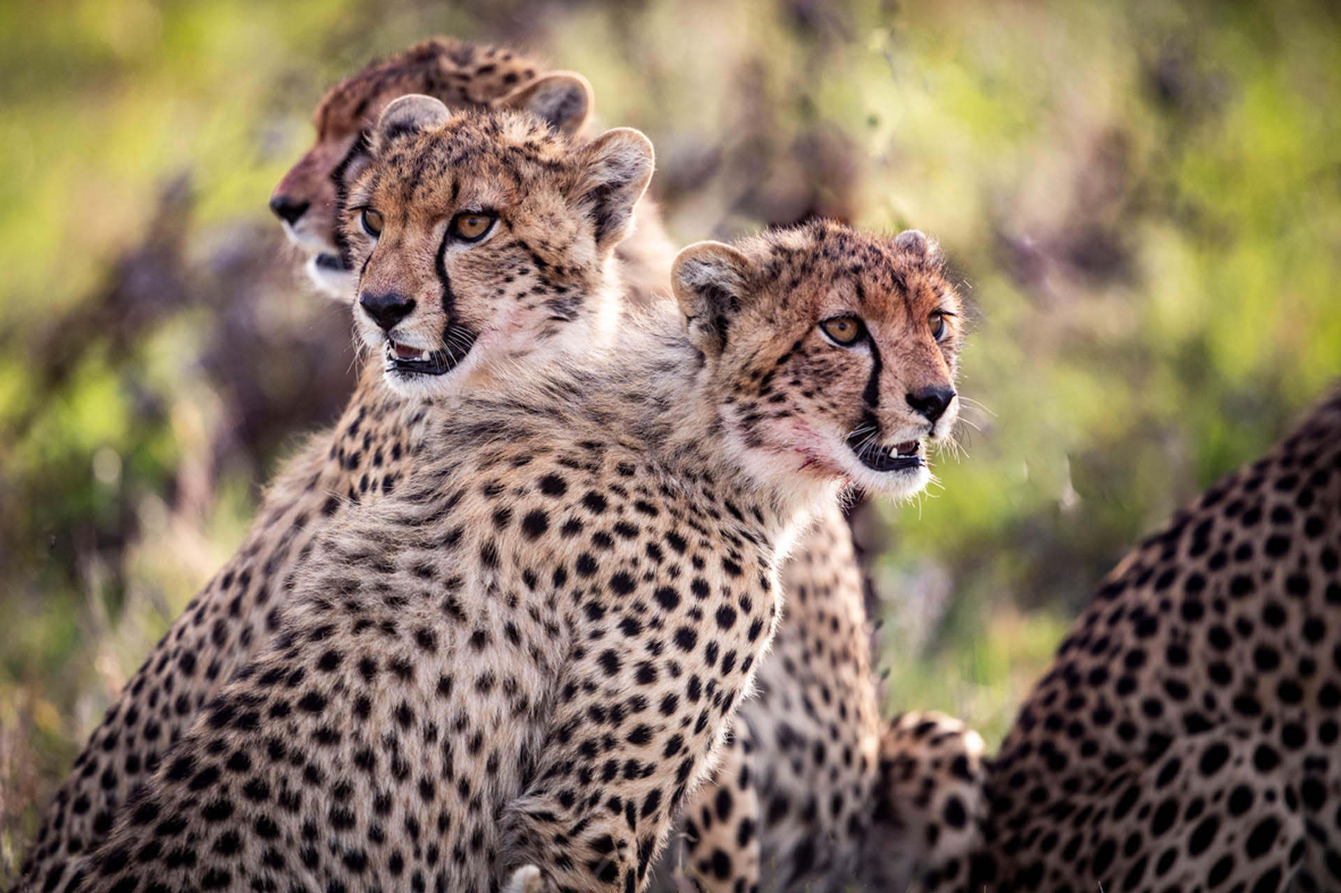 Segera Retreat, Kenya